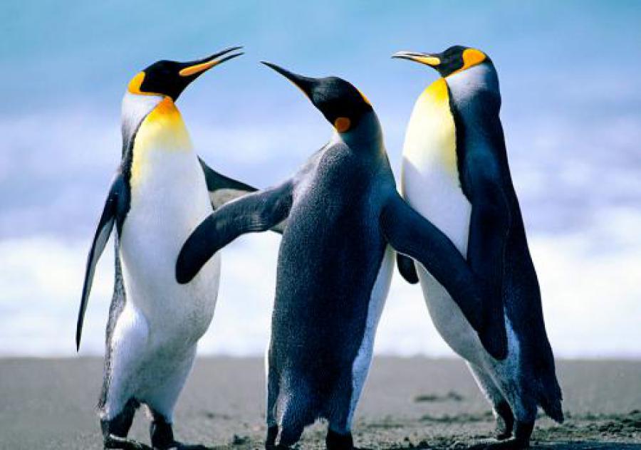 A penguin has a large head, short neck, and elongated body. The tail is short, stiff, and wedge-shaped. The legs and webbed feet are set far back on the body, which gives penguins their upright posture on land.