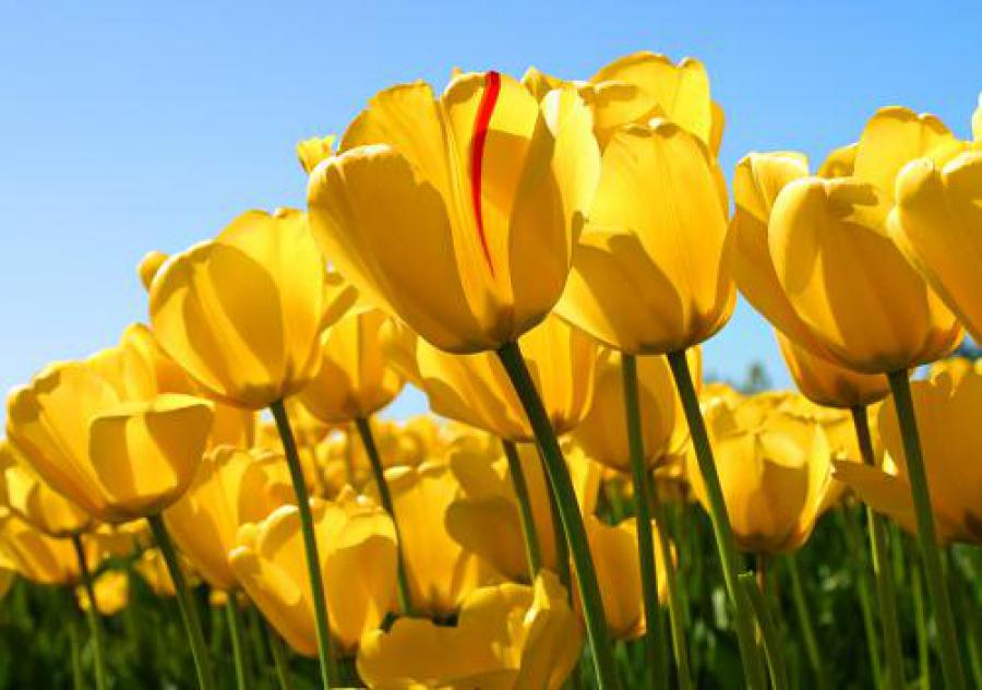 Tulips (Tulipa) form a genus of spring-blooming perennial herbaceous bulbiferous geophytes (having bulbs as storage organs). The flowers are usually large, showy and brightly colored, generally red, pink, yellow, or white (usually in warm colors)'.