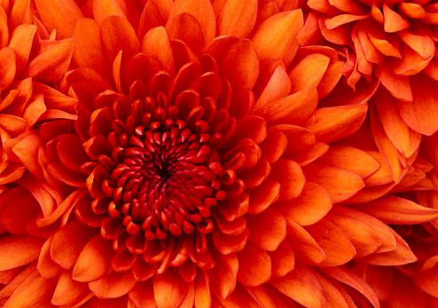 Chrysanthemum comes from Greek word Chrys meaning golden (the color of the original flowers), and 