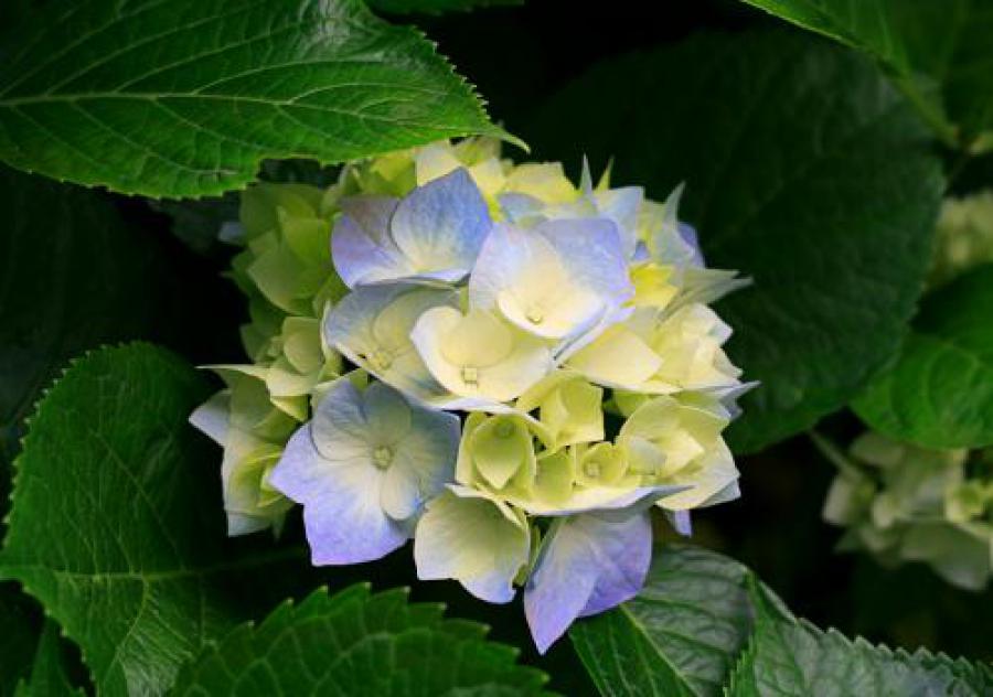 any of a genus (Hydrangea) of mostly shrubs having opposite leaves and showy clusters of usually sterile white, pink, or bluish flowers that is either placed in the saxifrage family or the hydrangea family (Hydrangeaceae)