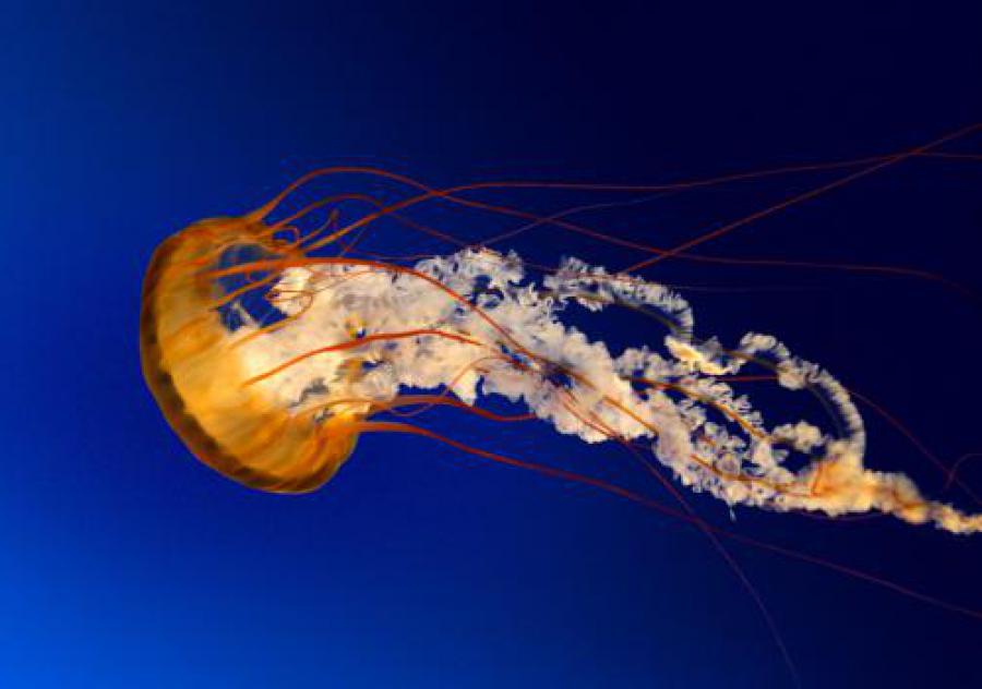 Jellyfish have no brain, heart, bones or 'eyes'. They are made up of a smooth, bag-like body and tentacles armed with tiny, stinging cells. These incredible invertebrates use their stinging tentacles to stun or paralyse prey before gobbling it up. The jellyfish's mouth is found in the centre of its body.